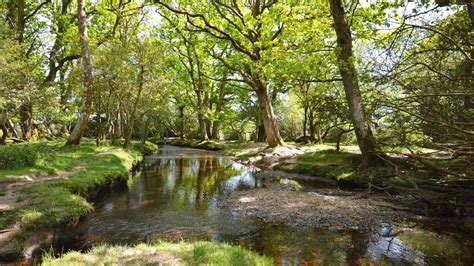 5 Enchanting New Forest Walks | Walking Holiday | Toad Hall Cottages