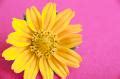 Colorful yellow Easter or spring daisy Creative Commons Stock Image