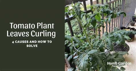 Tomato Plant Leaves Curling - 4 Causes And How To Solve - Home Garden ...