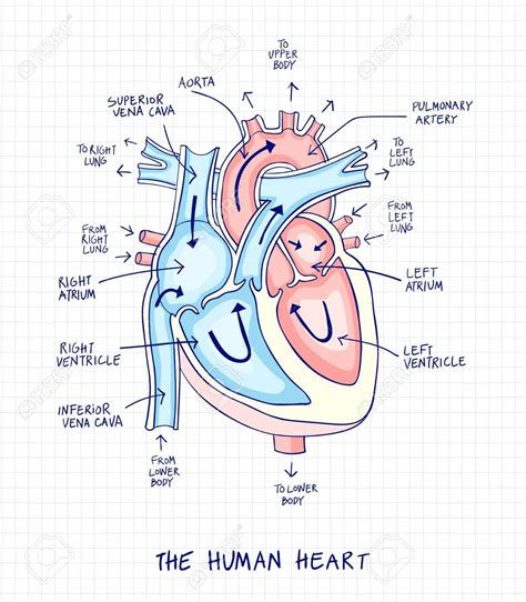 Drawing Of Heart Anatomy