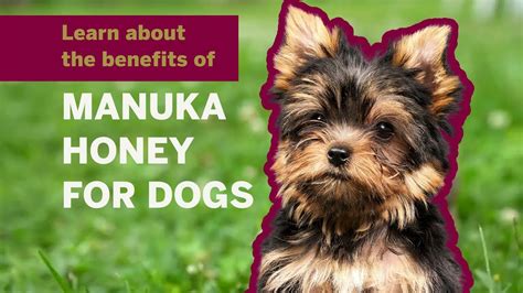 The Benefits of Manuka Honey for Dogs - Bee Honey Makers: Premium Manuka Honey, Beekeeping Tips ...