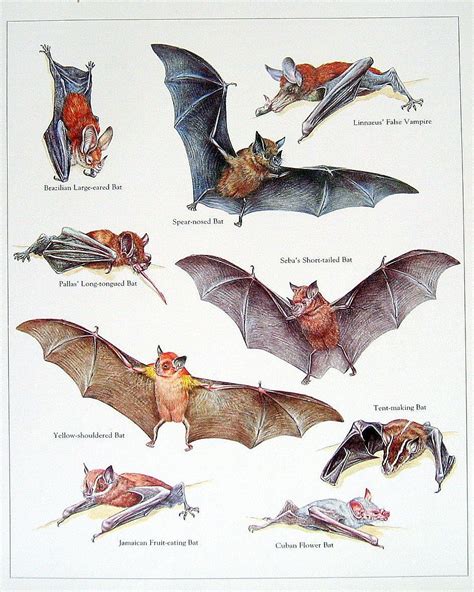 Popular items for vintage bat print on Etsy | Bat species, Animals wild ...