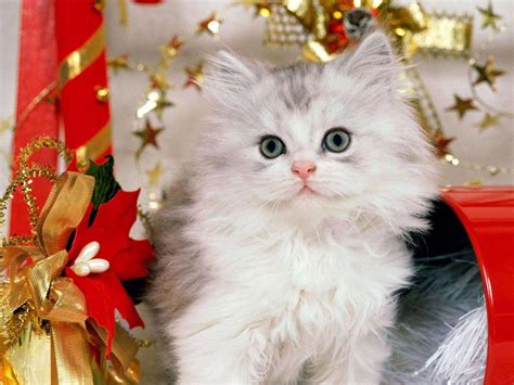 Cute Christmas Kittens (26 pics) - 1Funny.com