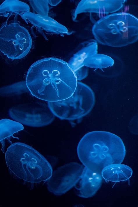 Moon Jellies [4] | Jellyfish painting, Blue jellyfish, Jellyfish