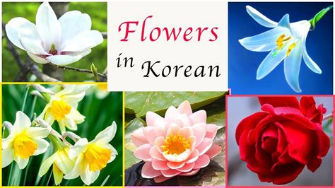 Flowers in Korean - Korean Vocabulary (flower: 꽃) - YouTube