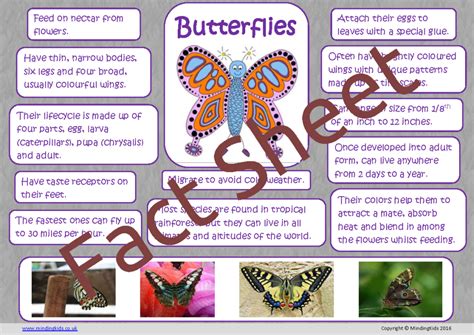 Butterfly Fun Facts