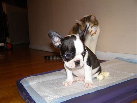 French bulldog puppies for sale !!! | Pet animals: cat, bulldog, puppies,