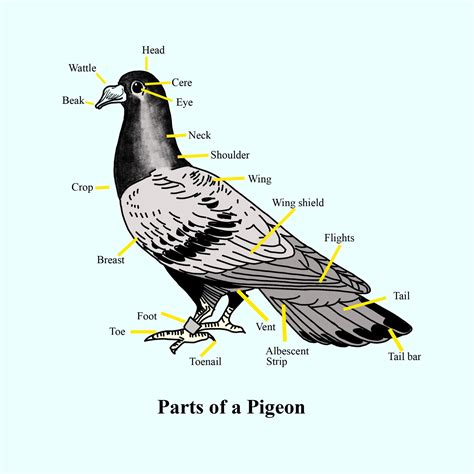 Sketch, label, and classify Pigeon.