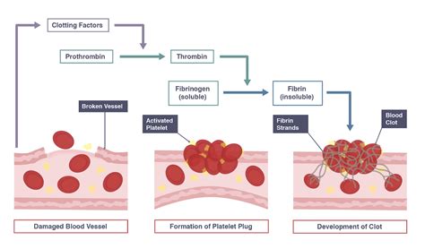 IGCSE Biology 2017: 2.64B: Understand How Platelets are Involved in ...