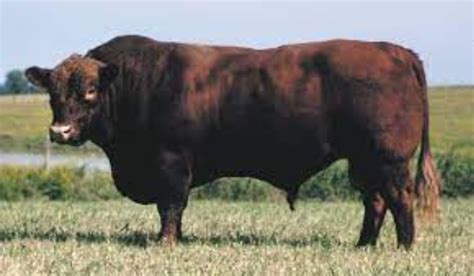 Angus Beef Cattle Characteristics - Cattle Guide - Poultryabc.com