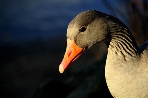 Why Is My Goose Depressed and Front-Heavy? - PetHelpful