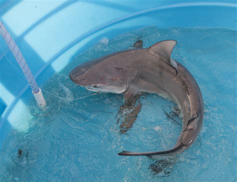 Smithsonian Insider – Smithsonian scientists become shark detectives to track species in the ...