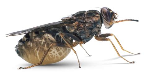 Tsetse Fly Facts | Tsetse Fly Sleeping Sickness | DK Find Out