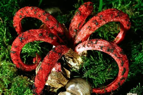 An octopus stinkhorn spreads its slime-covered tentacles | Alien plants, Deadly plants, Plant fungus