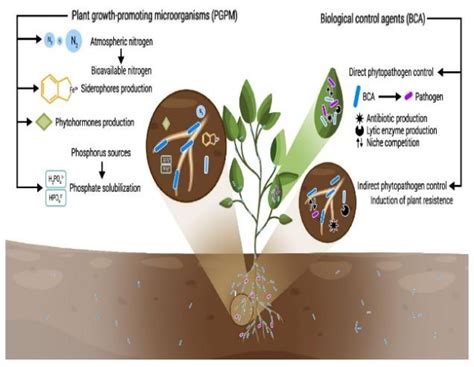 Depicting role of microorganisms in soil (Source: Montoya et al., 2022 ...