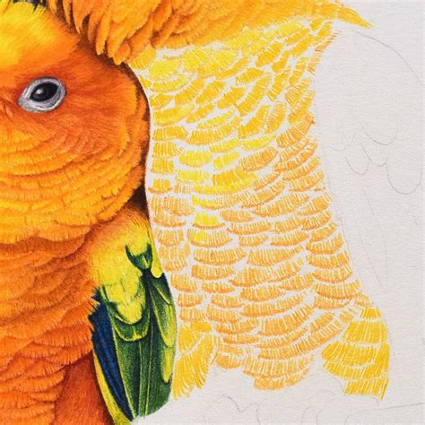 How to draw parrot feathers with colored pencil | Color pencil sketch ...