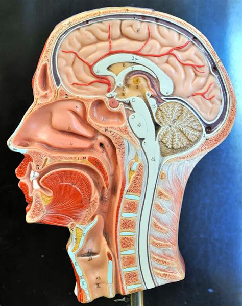 Human Anatomy Lab: Head Models