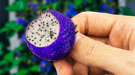 STRANGEST Hybrid Fruits In The World! - YouTube