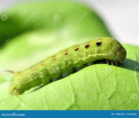 Green Caterpillar Stock Images - Image: 11406164