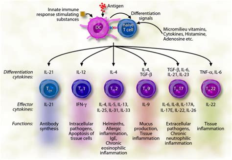 Interleukins, from 1 to 37, and interferon-γ: Receptors, functions, and roles in diseases ...