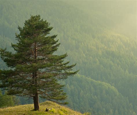 THE SPIRITUAL MEANING OF PINE TREES