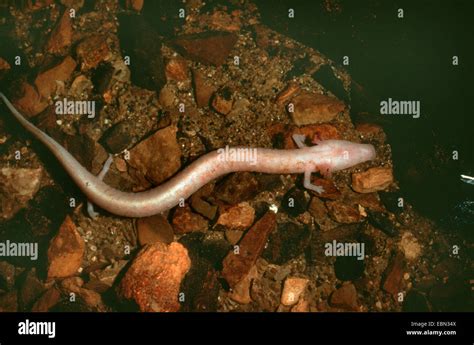 Olm amphibian hi-res stock photography and images - Alamy