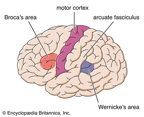 Speech | Language, Voice Production, Anatomy, & Physiology | Britannica