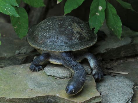 Snake-necked Turtle | Alexandria Zoo