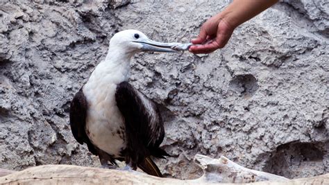 Texas State Aquarium adds two new birds animals