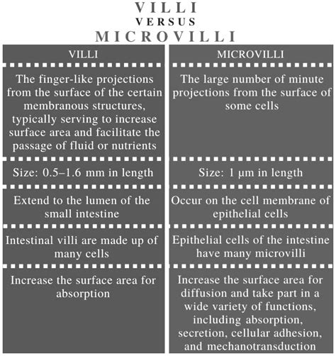 difference between villi and microvilli?