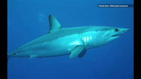 World’s Fastest Shark and 16 Other Species Now Face Extinction - YouTube