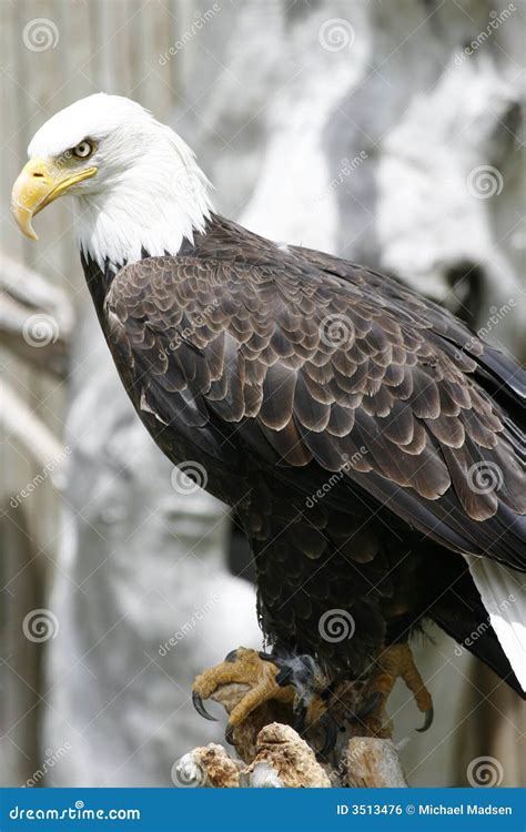 Eagle Hunting stock photo. Image of boards, head, board - 3513476