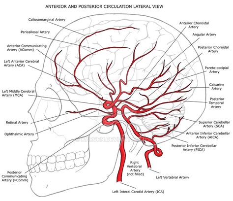 Anterior and posterior circulation - lateral view | Cerebral circulation, Medical anatomy, Anatomy