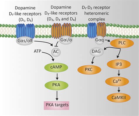 Tips | Understanding the Cannabinoid Receptors of the CNS.