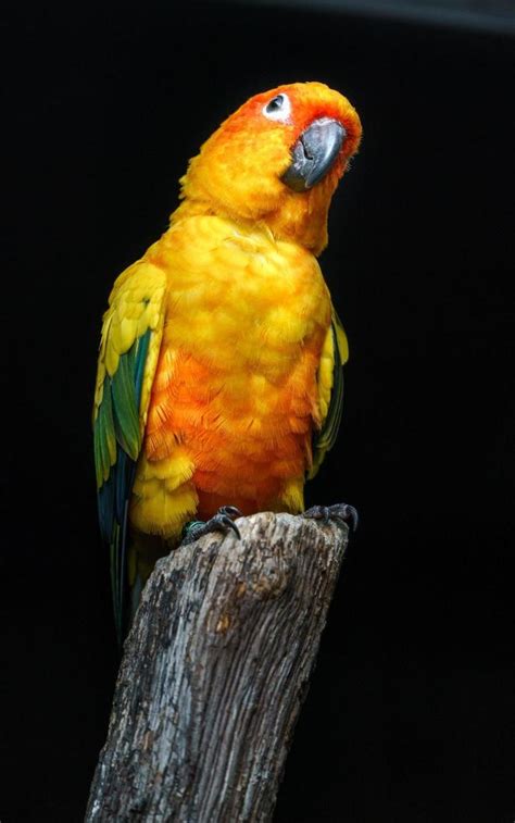 Sun parakeet on branch 11249748 Stock Photo at Vecteezy