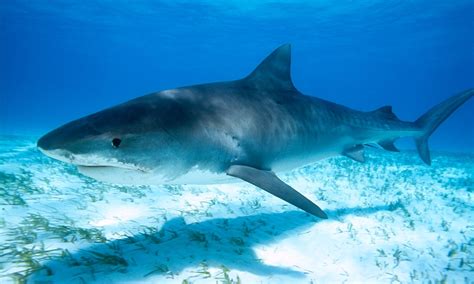 Sharks may be colour blind and less likely to attack a swimmer in sea ...