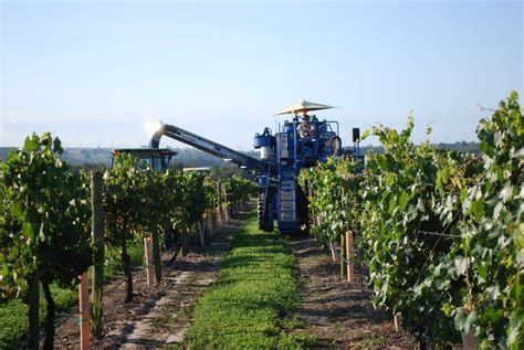 Its harvest time at Lakeridge Winery | Wine tour, Winery, Tours