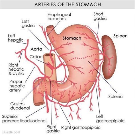 Arterial supply of the stomach. Medicine Notes, Medicine Student, Nursing Diagnosis ...