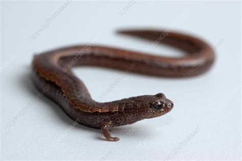 California Slender Salamander - Stock Image - F032/0135 - Science Photo Library