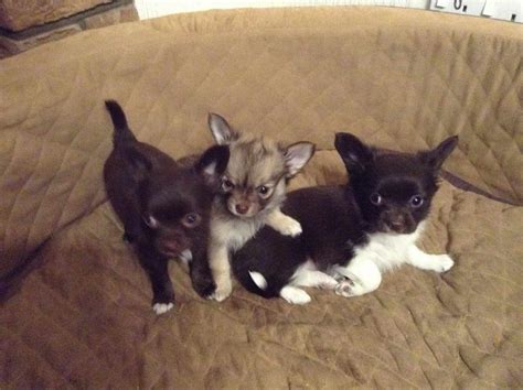 Chihuahua Papillon Puppies For Sale | PETSIDI