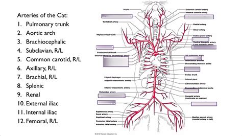 Cat Arteries Diagram | Quizlet