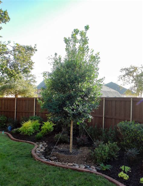 Eagleston Holly - Dallas, Texas - Treeland Nursery | Backyard trees, Texas landscaping backyard ...