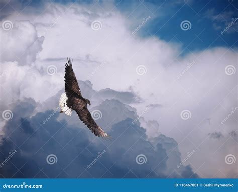 Eagle Flying at the Bright Colorful Sunset Sky Stock Image - Image of predator, colorful: 116467801