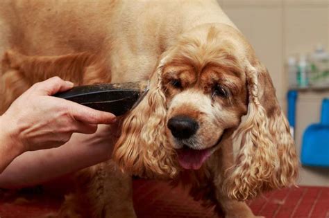 11 Best Dog Clippers: Your Easy Buying Guide (2020)