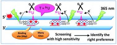 A novel detection technique of polyamide binding sites by photo-induced electron transfer in BrU ...