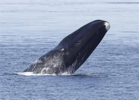 Bowhead Whale Facts | Bowhead Whale Diet & Habitat