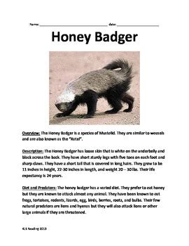 Honey Badger - Lesson article questions vocabulary facts information