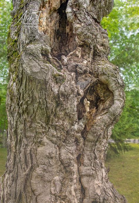 Grandmother Tree and Nature Spirits