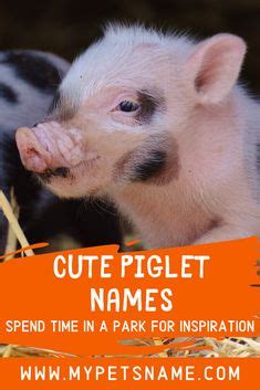 22 Pig Names ideas | names, pig, baby pigs