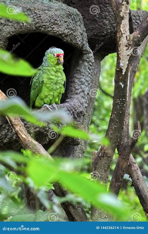 Green Parrot. Wild Rare Bird on a Nest in the Natural Habitat Stock Photo - Image of forest ...